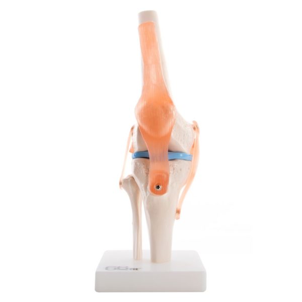 Anatomy Joint Models - Physiogic